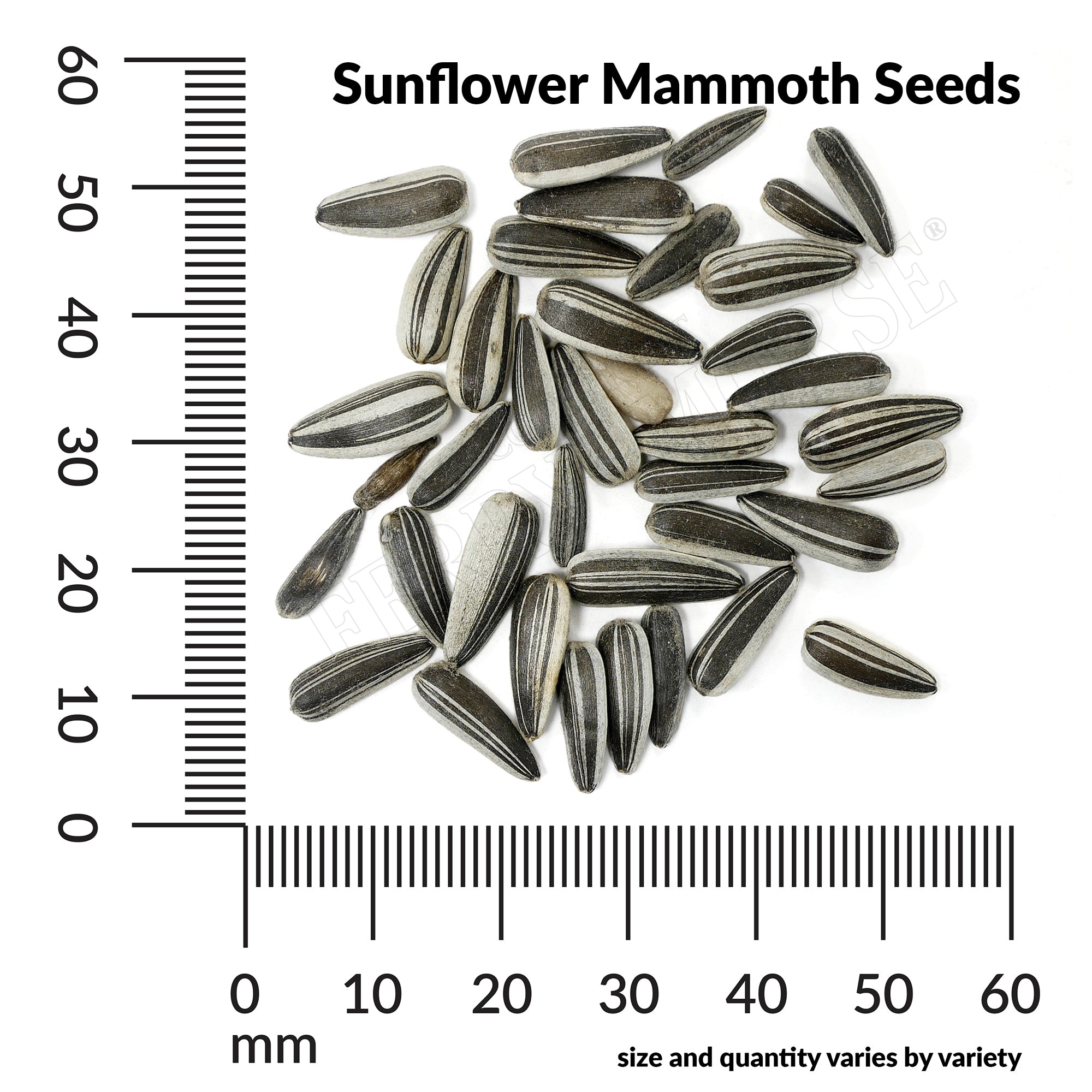 Sunflower mammoth seed spill and measurements